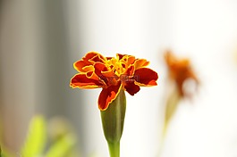 鮮花,植物,宏
