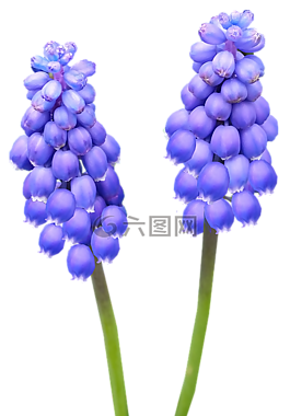風(fēng)信子,燈泡,藍(lán)色