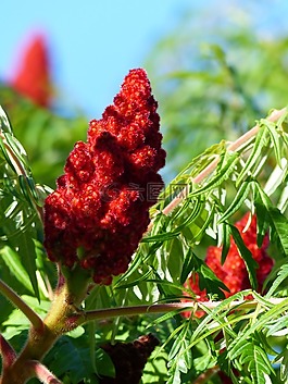 樹,開花,紅色