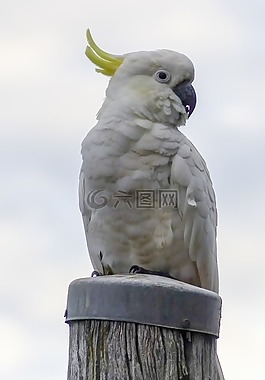 cockadoo,白,黄色
