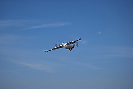 飞行,鸟类,天空
