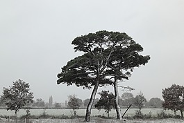 火雞,雪,樹