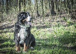 bernese 山狗,伯纳千年,瑞士