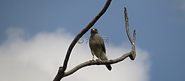 动物,ave,aguilucha