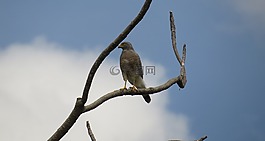 ave,aguilucha,捕食鸟