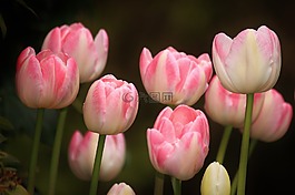 郁金香,鮮花,花