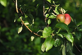 水果,性質(zhì),樹