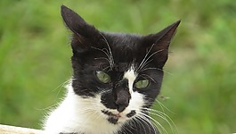 動物,貓,貓的眼睛