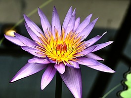 waterleliebloem,水中百合,花卉