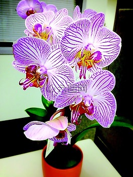 蘭花,花,自然