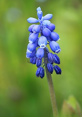 muscari,开花,花