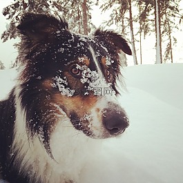 狗,雪,冬天
