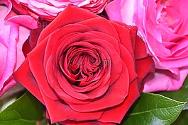 灌木,花,花瓣