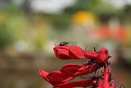 散景,花,甲蟲，昆蟲