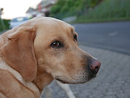 狗,鼻子,查看