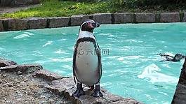 企鵝,動(dòng)物園,動(dòng)物