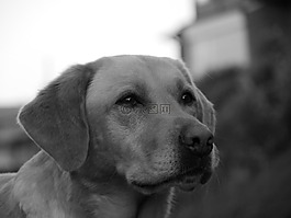 狗,黑白色,甜
