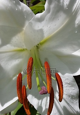 花卉,莉莉,白花