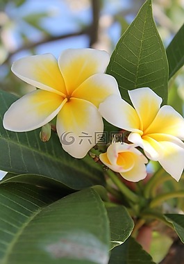 花,地中海,黃色