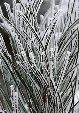 冬季,雪,大自然