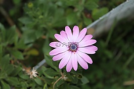 雏菊,紫色,鲜花