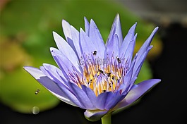 花,性質(zhì),紫