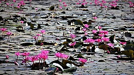 花,性質(zhì),蓮花