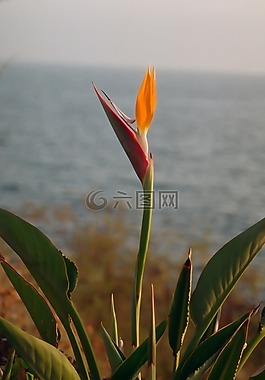 性質(zhì),植物,葉