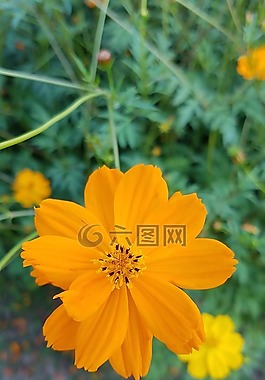 黃色,鮮花,春