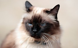 猫,暹,蓝色的眼睛