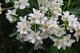 橙色墨西哥,灌木,鲜花
