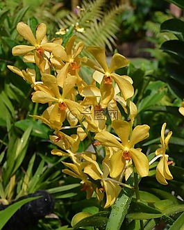 花,性質(zhì),蘭花