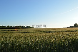 標(biāo),地平線,小麥