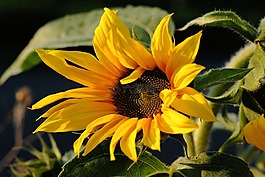 太陽花,夏季,廠