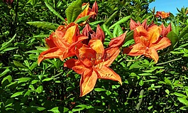 五月,鮮花,杜鵑花