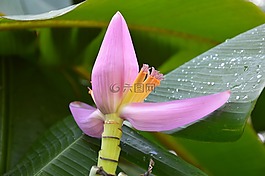 鮮花,香蕉,葉