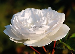 玫瑰,白,開花