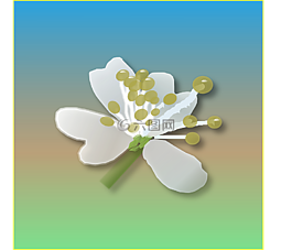 花,春,白