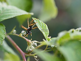 黃蜂,昆蟲,性質(zhì)