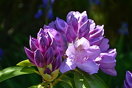 杜鹃,紫色的花,花
