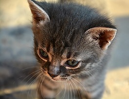動物,貓,可愛