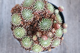 印象,秋季,鮮花