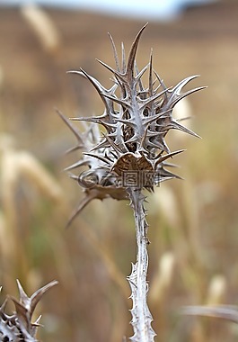 薊,性質(zhì),廠