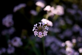 花,紫,開(kāi)花