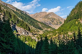 阿爾卑斯山,森林,山