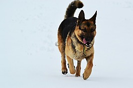 狗,冬季,雪
