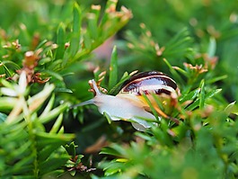 蝸牛,花園,殼