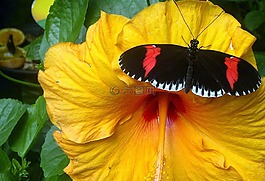 花,蝴蝶,夏天
