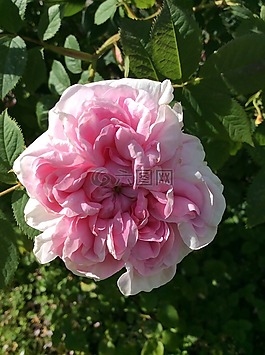 玫瑰,羅莎,花卉