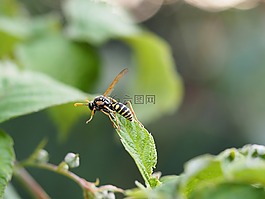 黃蜂,昆蟲,關(guān)閉